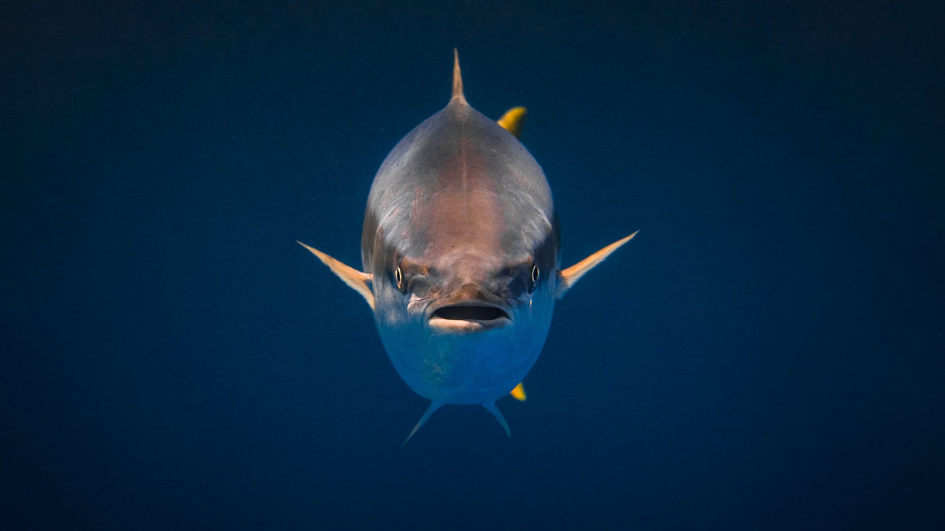Wahoo