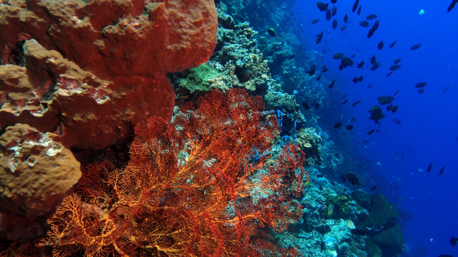 Sea fans on the Bunaken wall, North Sulawesi