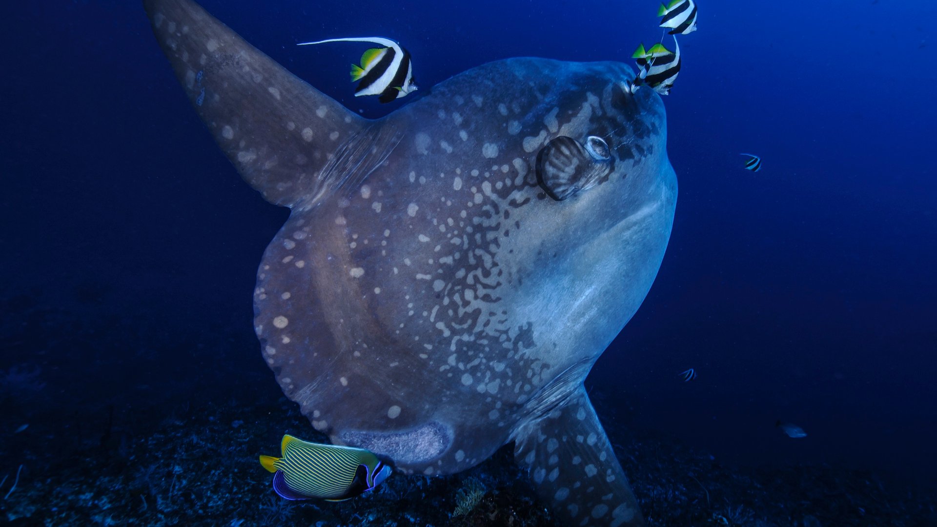 Mola mola sunfish with bannerfish at a cleaning station off Bali
