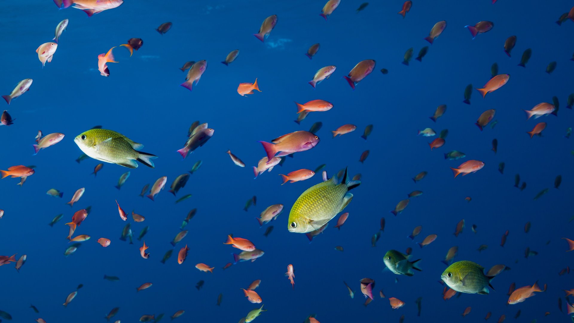 Anthias swarming the reef at Batu Bolong, Komodo National Park