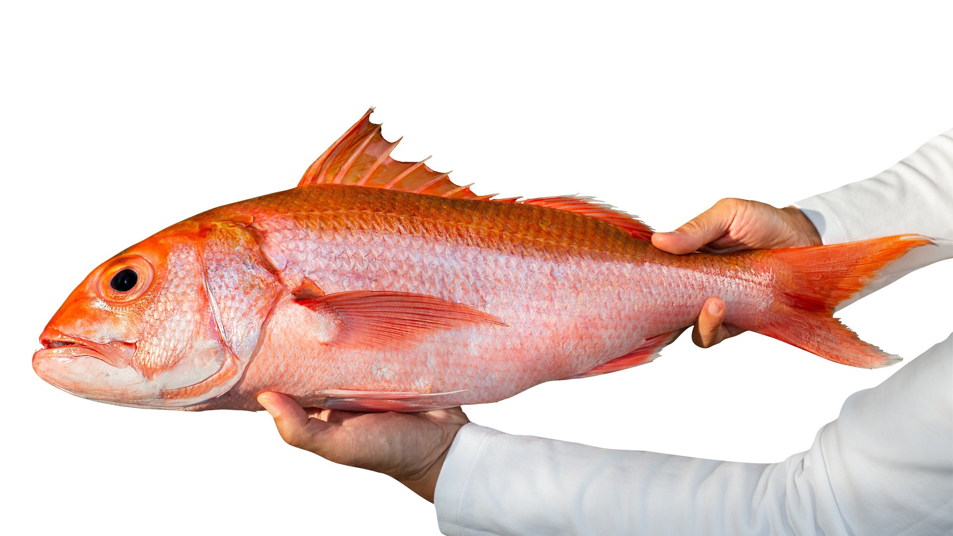 Ruby Snapper