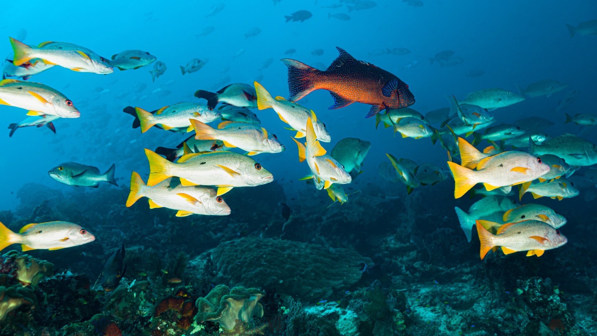 Schooling snappers and groupers at Cape Kri, Raja Ampat