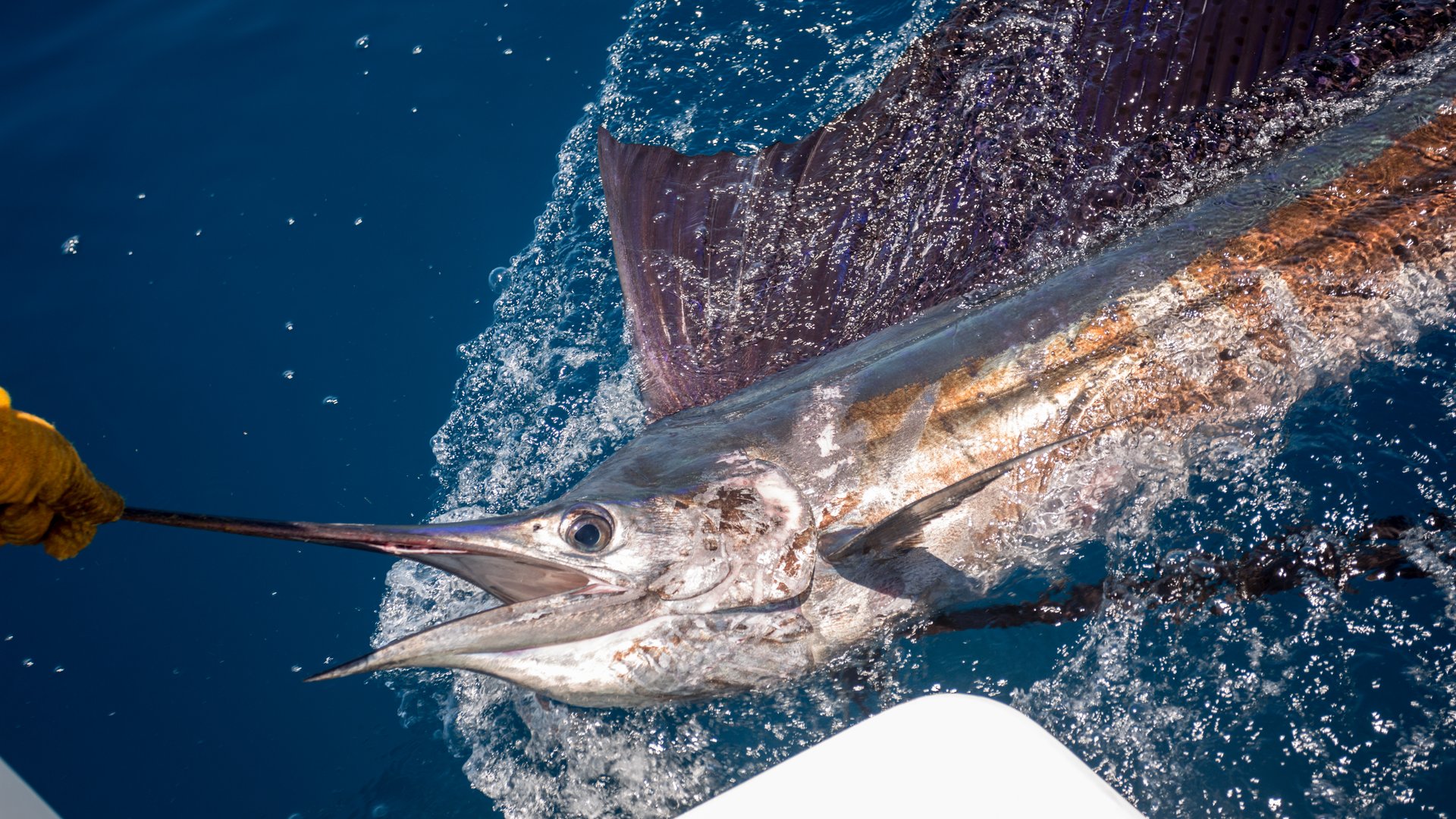 Segelfisch