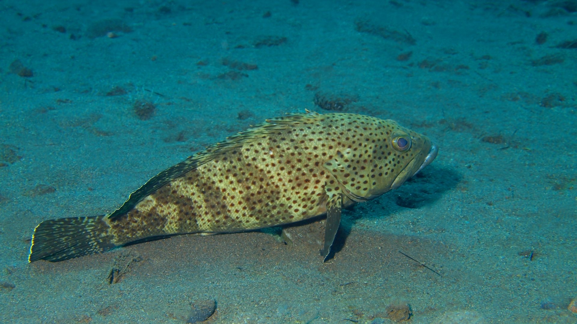 Grouper