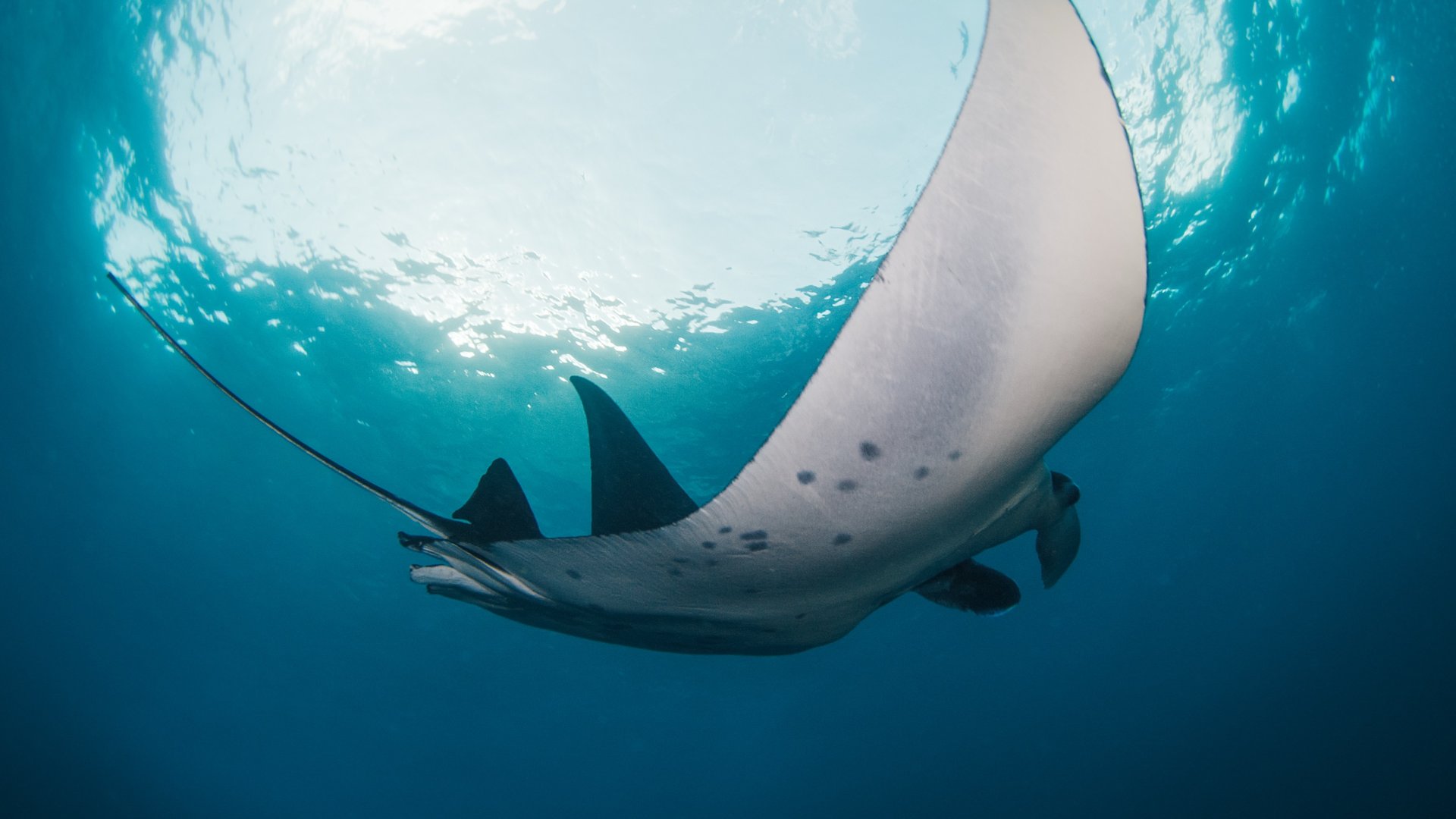 Reef manta ray gliding through blue water off Bali