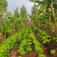 Agroforestry farmer in Brazil