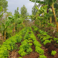 Agroforestry farmer in Brazil