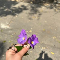 https://imagedelivery.net/Zup8WBbIN5Thd9Z4UDwdTA/09adfaaf-0474-4388-80d1-b30b9d565d00/thumb