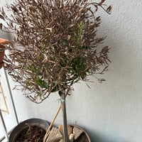 https://imagedelivery.net/Zup8WBbIN5Thd9Z4UDwdTA/35333ca7-8260-4557-3ff3-5c3251ad9900/thumb