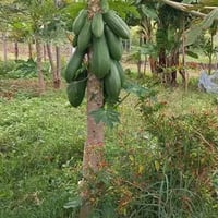 https://imagedelivery.net/Zup8WBbIN5Thd9Z4UDwdTA/4fc2af4d-0871-49db-dcc9-3e5a014a0800/thumb