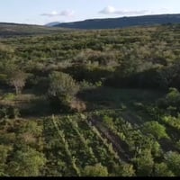 Agroforestry planting in Brazil, organized by EKONAVI