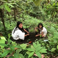 Agroforestry project Kogi people in Columbia