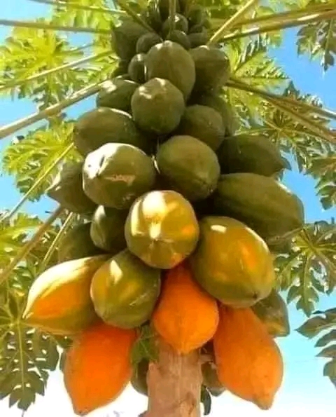 https://imagedelivery.net/Zup8WBbIN5Thd9Z4UDwdTA/9ddfd0d7-7749-4da2-7985-71b6b2880500/instagram