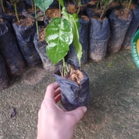 https://imagedelivery.net/Zup8WBbIN5Thd9Z4UDwdTA/bdc00571-61c8-4682-e8fc-b182ca8cbf00/thumb