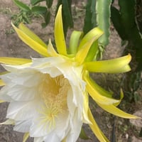 https://imagedelivery.net/Zup8WBbIN5Thd9Z4UDwdTA/d5a94515-c497-4e2f-e366-01f819841e00/thumb
