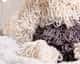 Cachorrinho Amigurumi Sheepdog - imagem 3