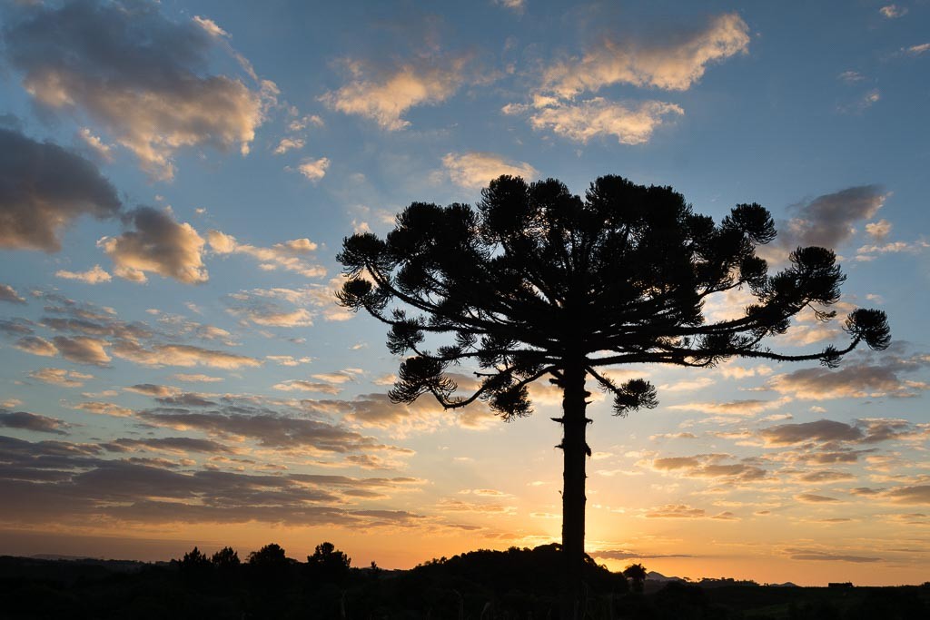 Araucária ao pôr do sol, paisagem típica do Paraná