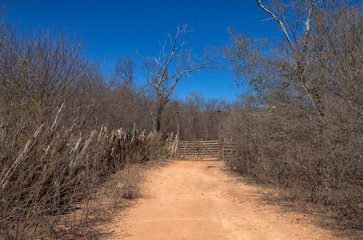 Estrada rural no Sertão do Piauí, com vegetação de caatinga e céu ensolarado