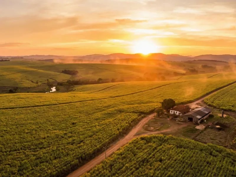 Campos de soja no MS ao pôr do sol