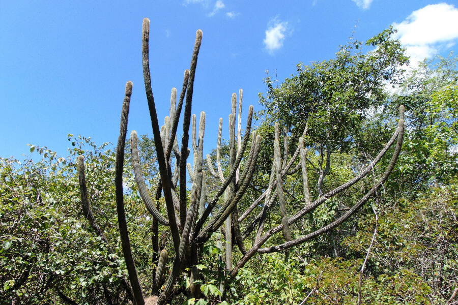 Paisagem da Caatinga em Curaçá (BA)