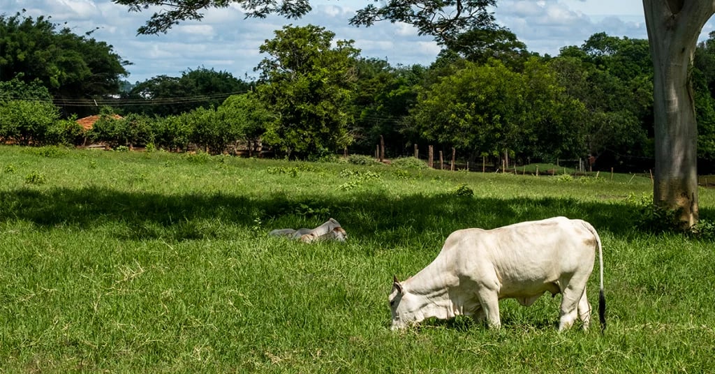 Rebanho bovino em pastagem tropical no Cerrado ao entardecer