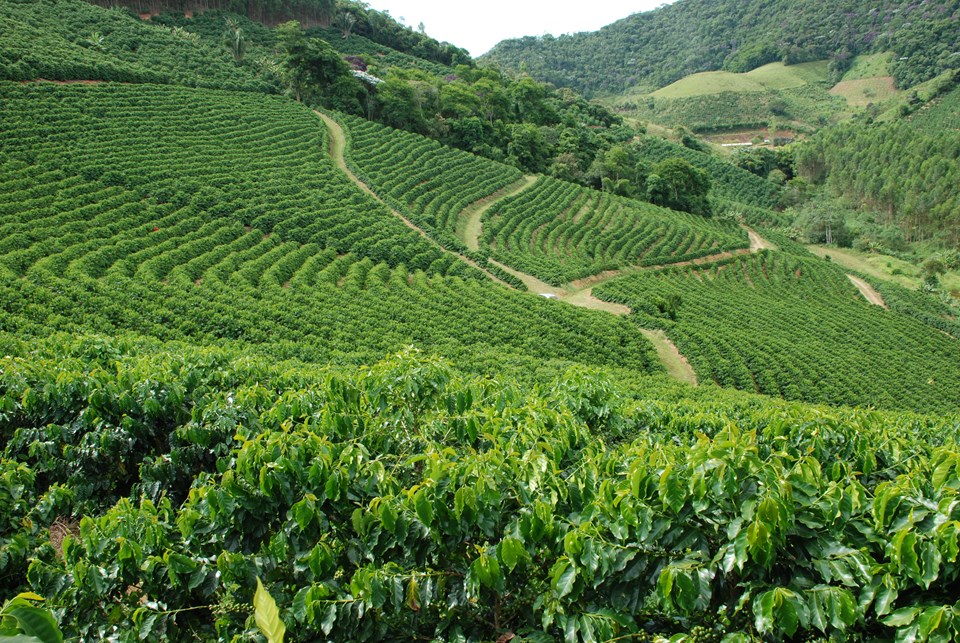 Lavouras de café conilon em colinas verdes sob céu claro, representando a economia agrícola do norte capixaba