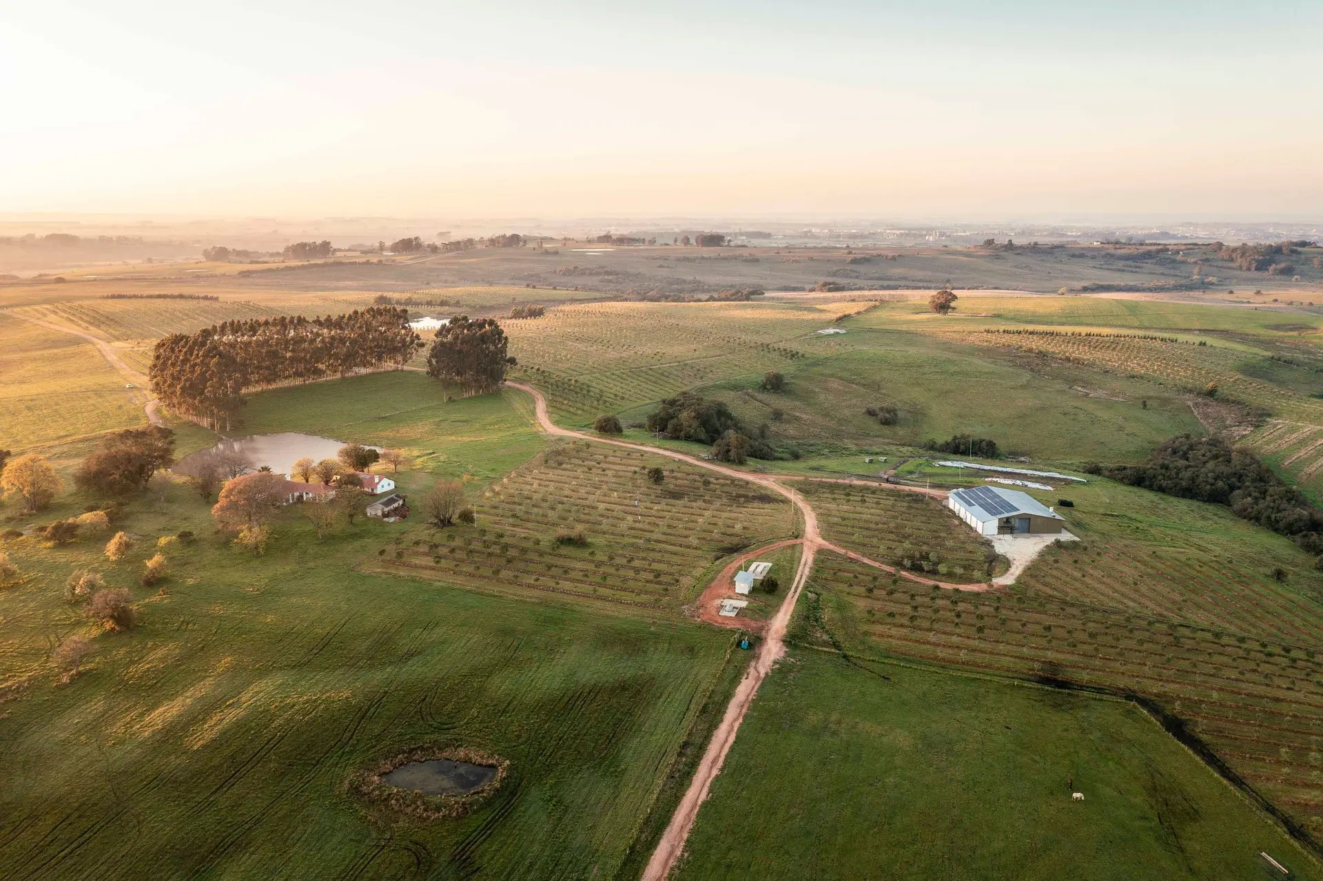 Campos do pampa gaúcho ao entardecer, com estrada rural e céu amplo