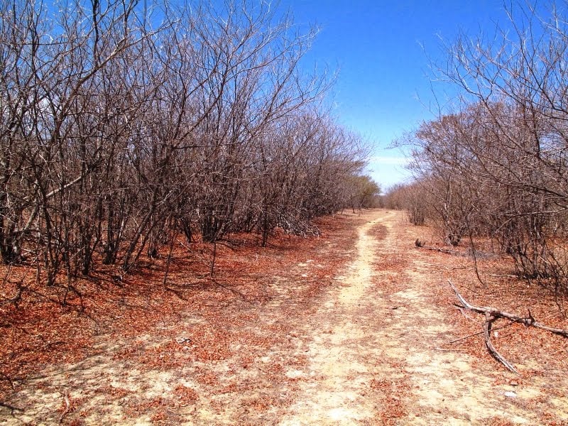 Estrada no semiárido piauiense com vegetação de caatinga sob céu azul