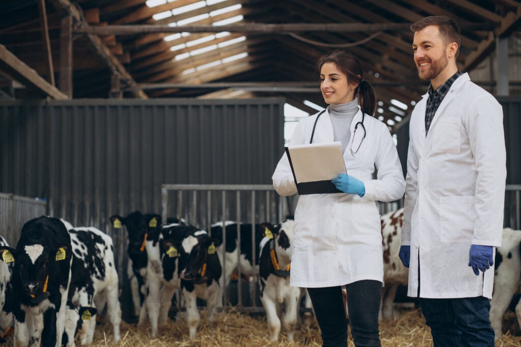 Profissionais de saúde animal em ambiente rural, em atividade com bezerros — referência ao trabalho em vigilância de zoonoses e inspeção.