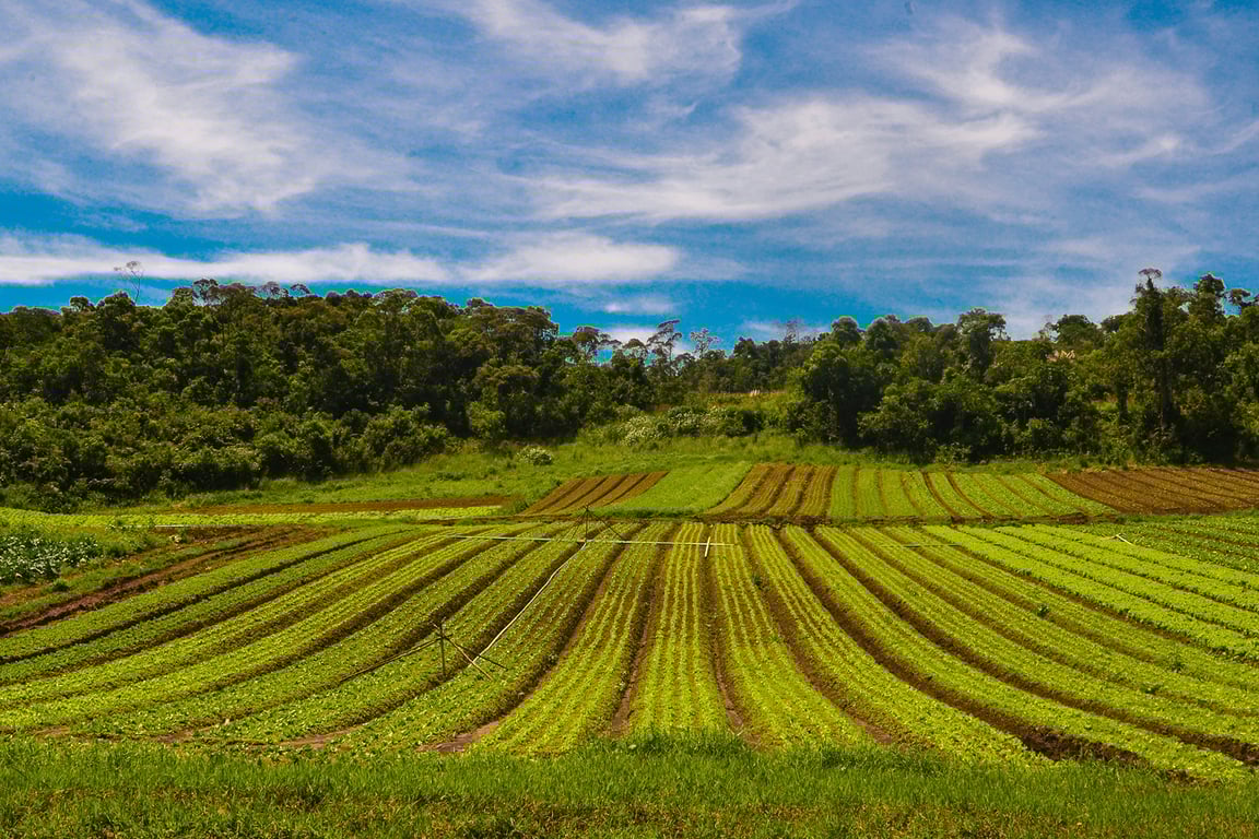 Paisagem rural no Centro-Sul do Paraná, com campos e colinas ao entardecer