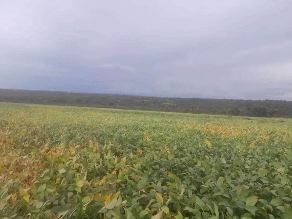 Paisagem rural em Mato Grosso, com áreas de cerrado e agricultura