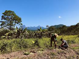 Cena rural no Vale do Ribeira PR, com área agrícola e morros ao fundo