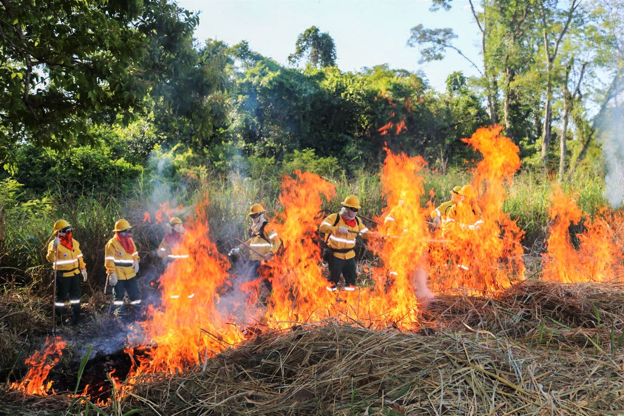 Brigadistas florestais brasileiros controlando fogo com abafadores e EPIs em vegetação de cerrado