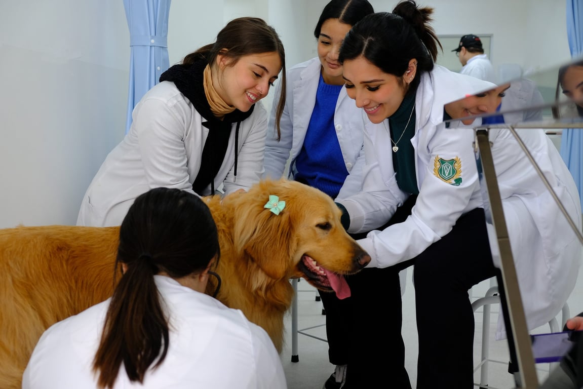Ensino em Medicina Veterinária — prática com foco em diagnóstico e clínica