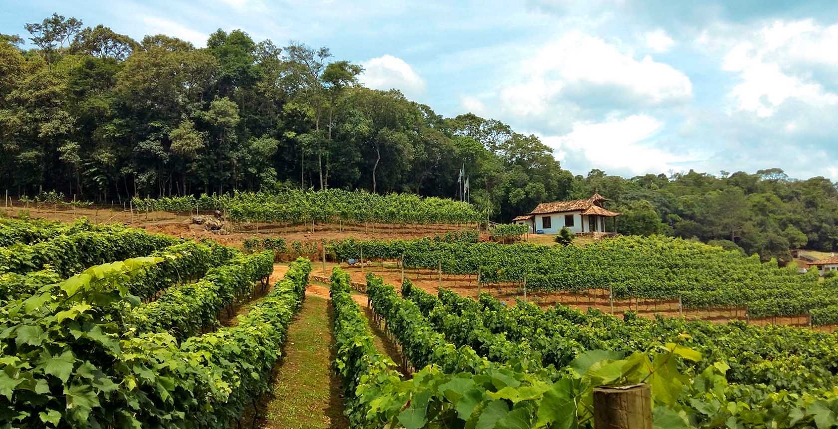 Vinhedos na Rota do Vinho em São Roque SP