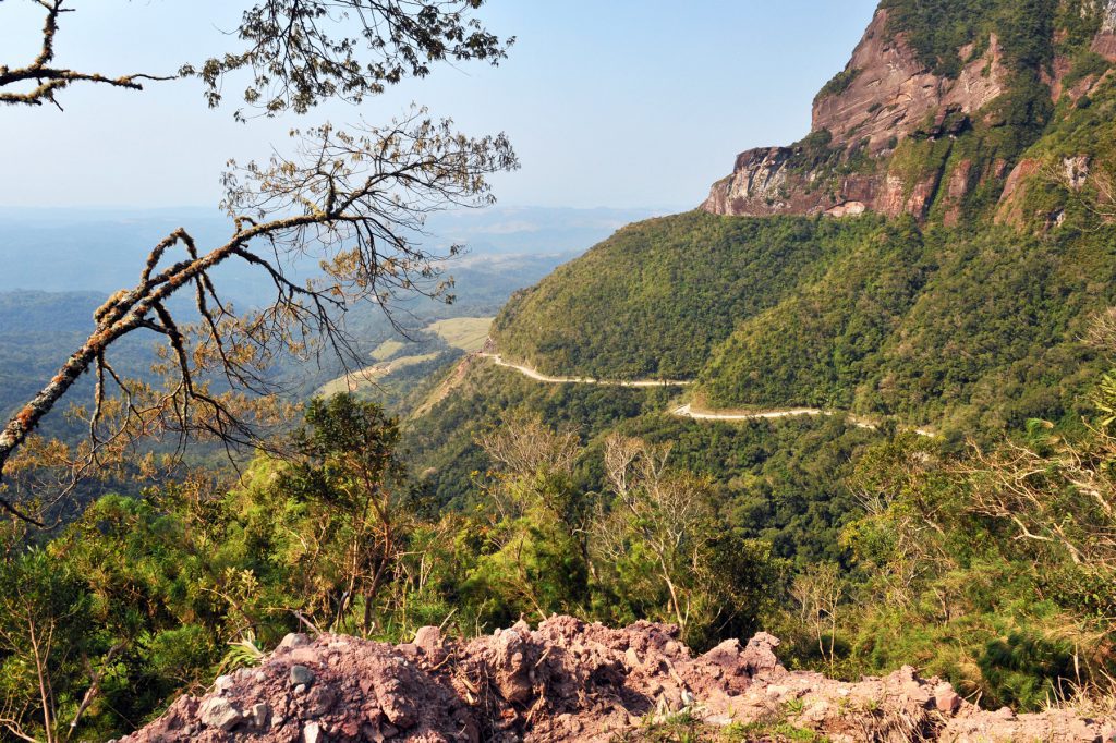 Trilha em vegetação de araucárias na Serra Catarinense