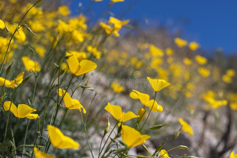 Vista aérea de Belo Horizonte e Serra do Curral
