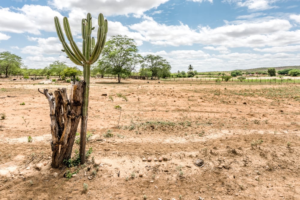 Paisagem do Sertão paraibano ao entardecer, com vegetação típica e céu amplo
