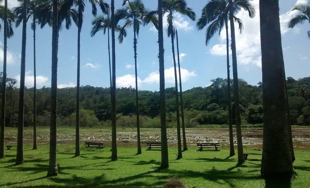 Parque Estadual Edmundo Navarro de Andrade (FEENA), em Rio Claro