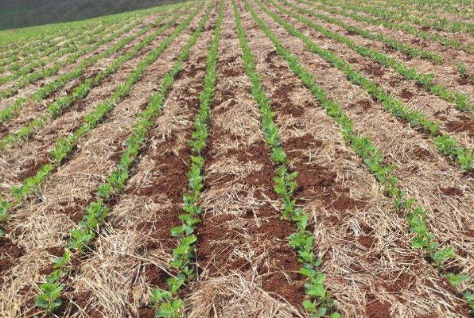 Lavoura de soja no Noroeste gaúcho ao entardecer