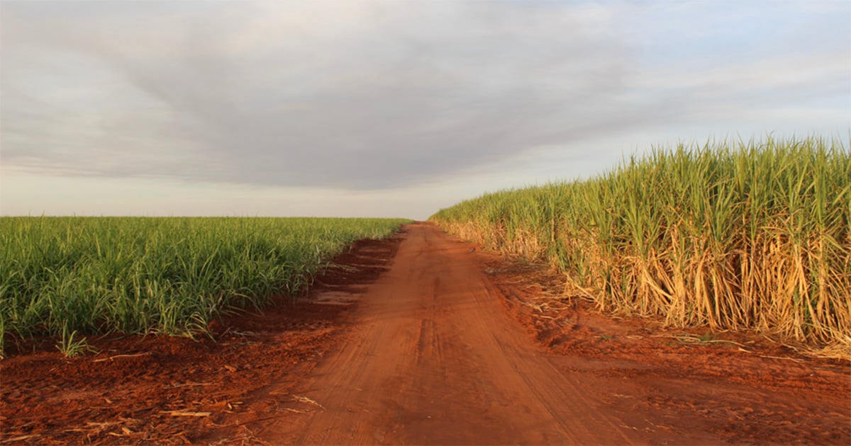 Paisagem rural com canaviais no interior de São Paulo