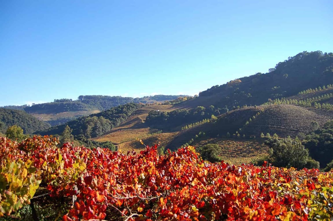 Paisagem do Vale dos Vinhedos, na Serra Gaúcha, ao pôr do sol, com colinas de parreirais.
