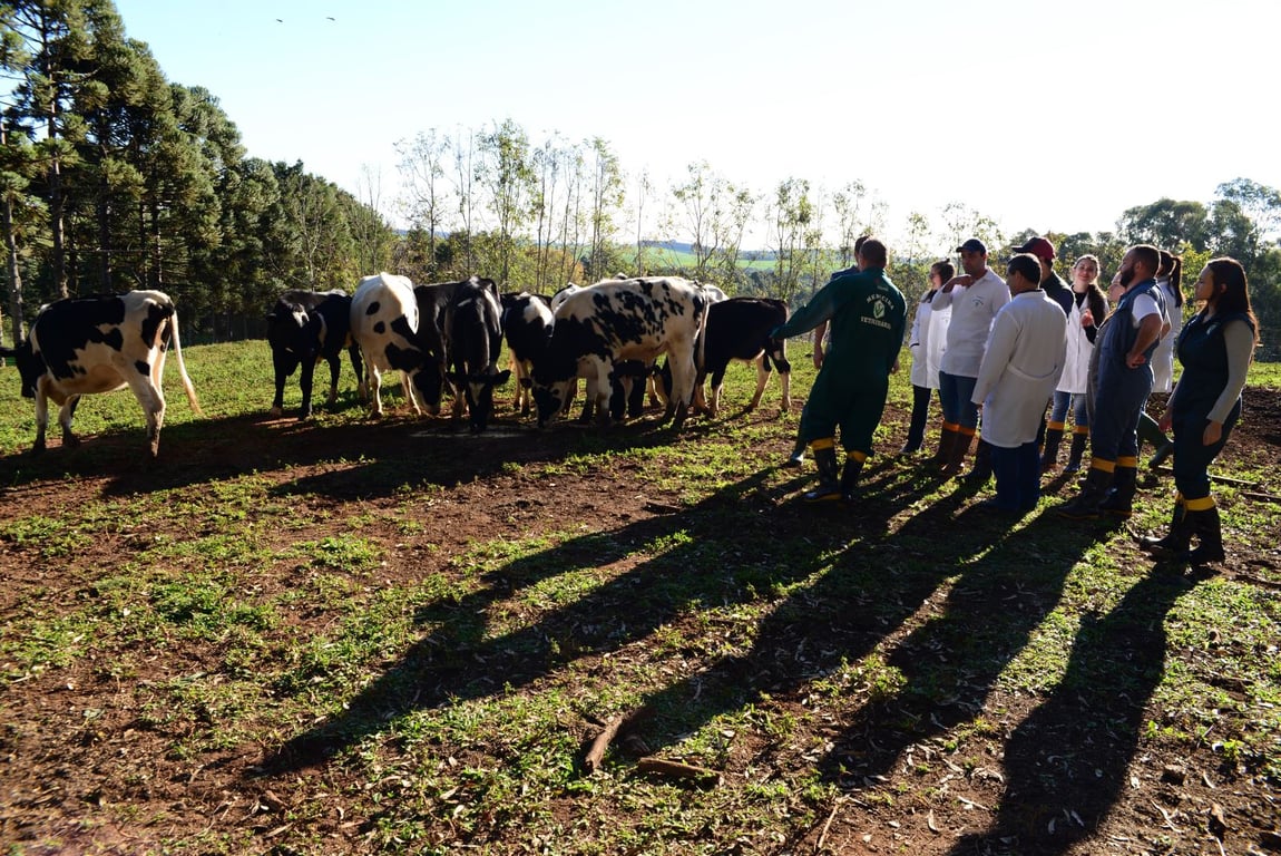 Aula prática de campo em veterinária/zootecnia, com estudantes observando bovinos