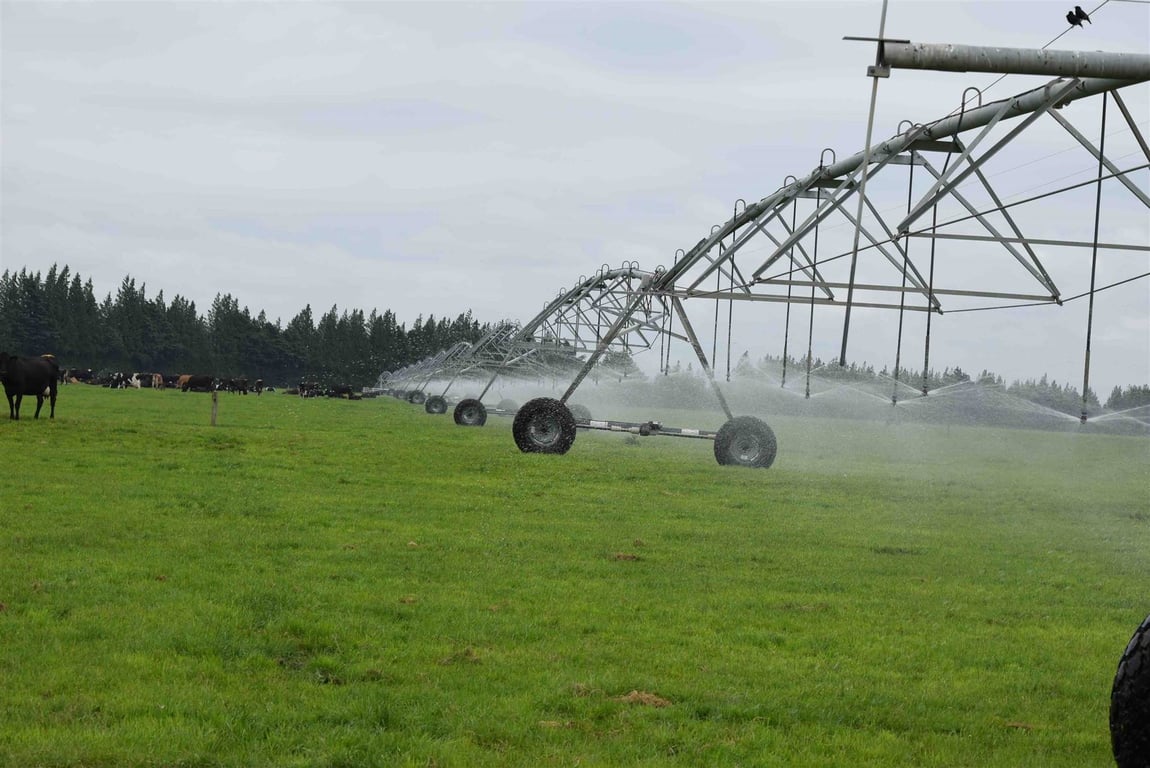 Vacas leiteiras em pastagem verde nas montanhas, fim de tarde, cenário típico da pecuária em MG