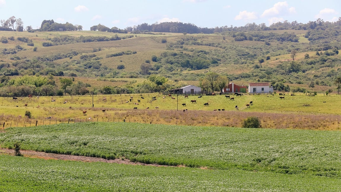 Paisagem rural no interior do Rio Grande do Sul, com morros, pastagens e uma casa; gado pastando ao ar livre