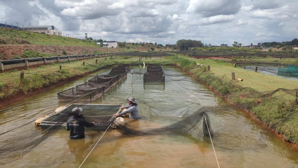 Cenário do agronegócio no campo goiano