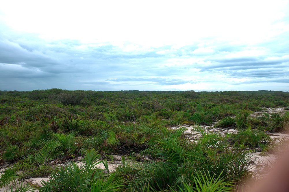 Paisagem de restinga com vegetação típica e lagoas costeiras no litoral norte fluminense
