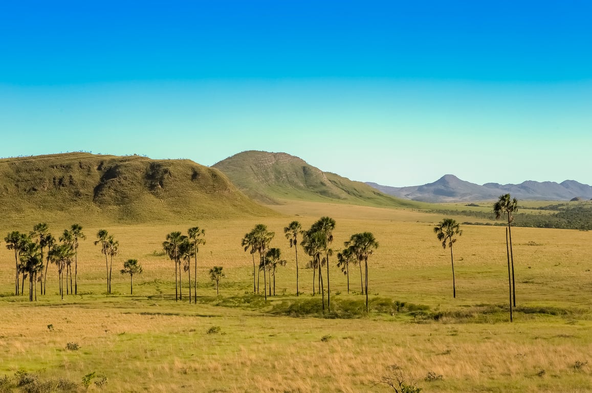 Vista aérea do Cerrado mato-grossense, paisagem ampla em dia de céu aberto