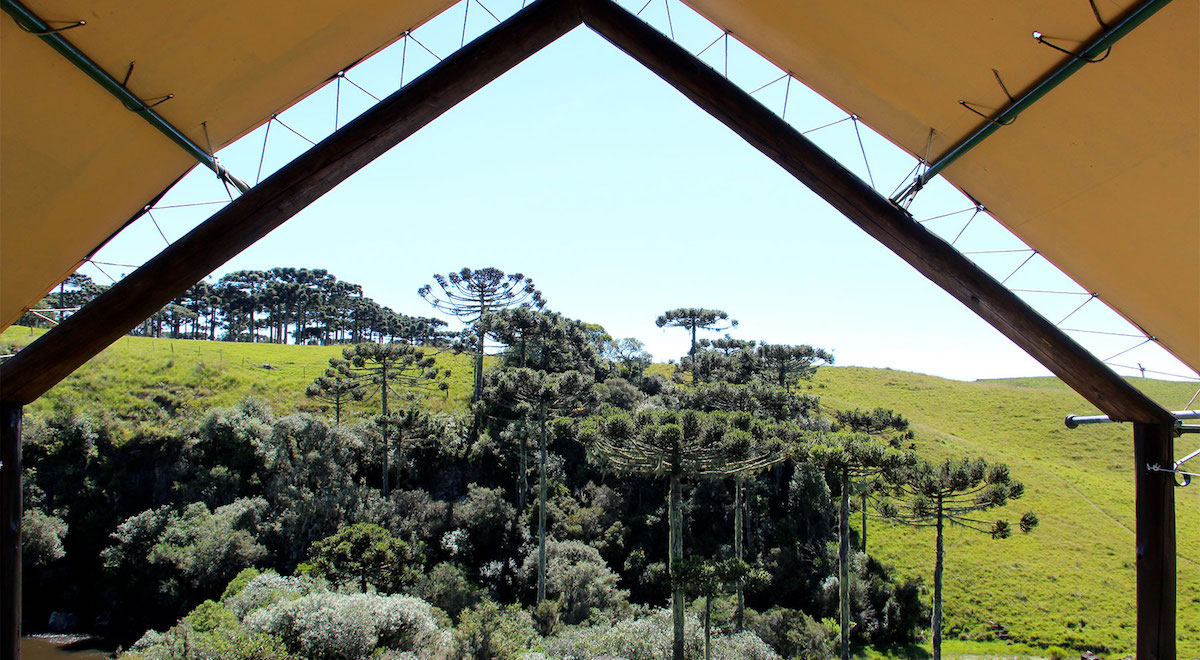 Campos de Cima da Serra RS — paisagem com araucárias