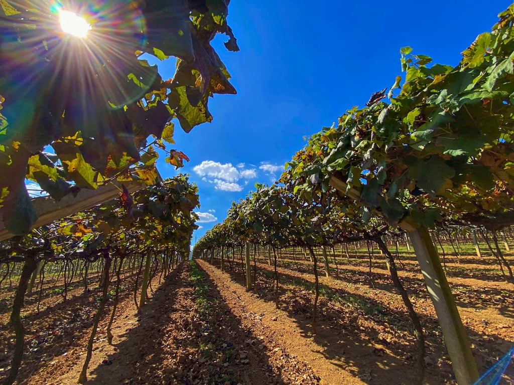 Vinhedos em São Roque SP ao entardecer